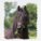 Dixiehorse