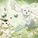 lopmon