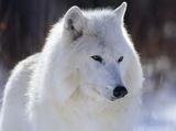 DerGraueWolf