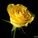 Engelflower