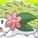 Sheimin
