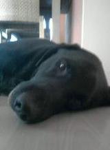 Vasco