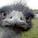 Adiemus