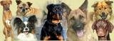 the(dog)