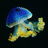 DeepBlue