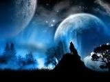Wolf007