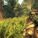 Der_LoLige