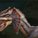 jaggi