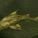 Silverdiver Silverdiver
