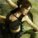 Tomb-Raider-girl