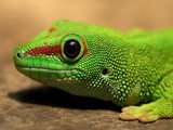 Daniel543