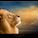 sadri_16