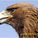 gameadler gameadler
