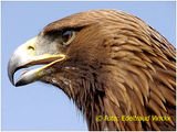 gameadler