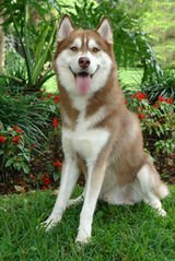 Enaka