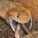 Tigerboa