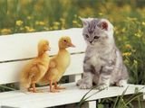 HelloKitty007