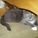 Katze3