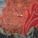 BlackWolf13