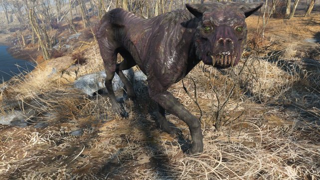 Durchaus vorstellbar: Auch zuvor gab es schon mutierte Wildhunde in Fallout. Warum nicht auch den Snarly Yow?