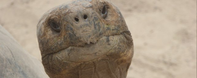 Ein Gestandnis Auf Dem Rucken Der Schildkroten Zur Spielekonsole Kolumne