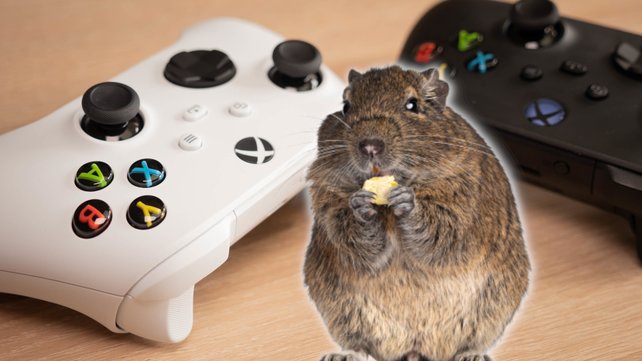 Gamer retten Degu mit Xbox One X. (Bildquelle: Nynke van Holten, Getty Images)