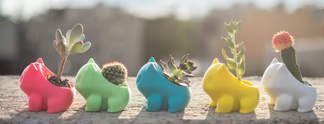 Pokémon: Diese Bisasam sind Blumentöpfe
