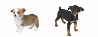 Nintendogs: Zehn Jahre später leben die Hunde noch