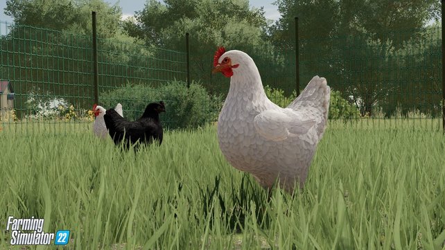 Hühner produzieren Eier, die ihr verkaufen oder zu einer Produktionsstätte bringen könnt.