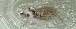 Wahr oder falsch? #190: Kann Sonic aufgrund eines Irrtums nicht schwimmen?