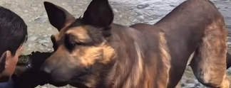 Fallout 4: Dogmeat ist unsterblich (Video)