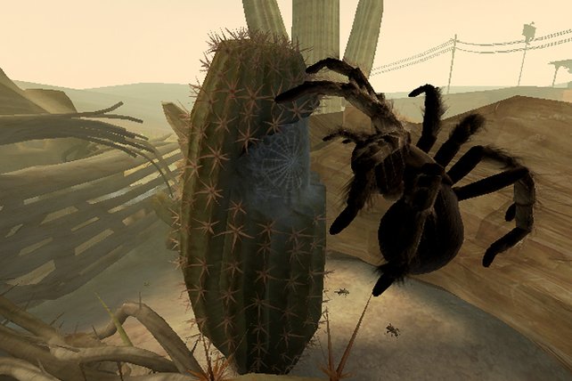 Wie Spiderman springt die Tarantel umher.