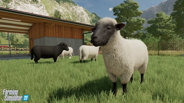 Schafe produzieren Wolle, die ihr weiterverarbeiten oder verkaufen könnt.