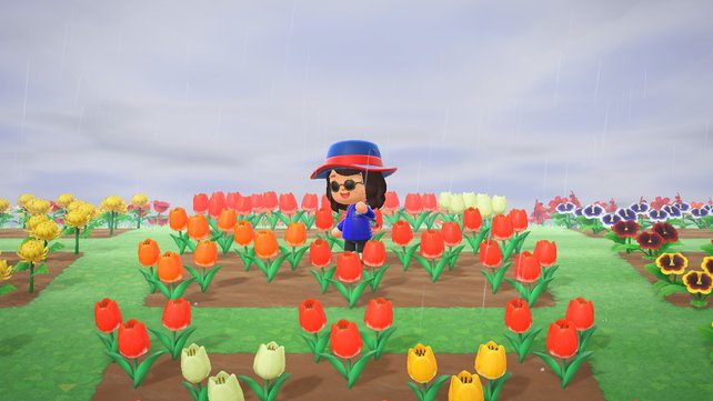 Tulpen kommen in einer Vielzahl von Farben.