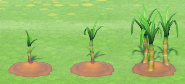Die unterschiedlichen Wachstumsstufen von Zuckerrohr. (Quelle: Screenshot Spieletipps)