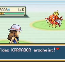 Ein nervtötender Pokémon-Kampf: Karpador vs. Karpador